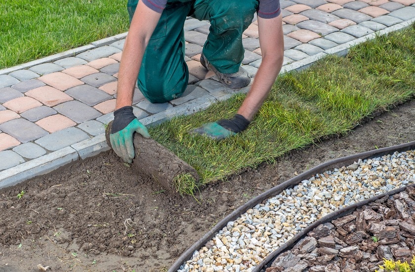 Gardener applying turf rolls in the backyard